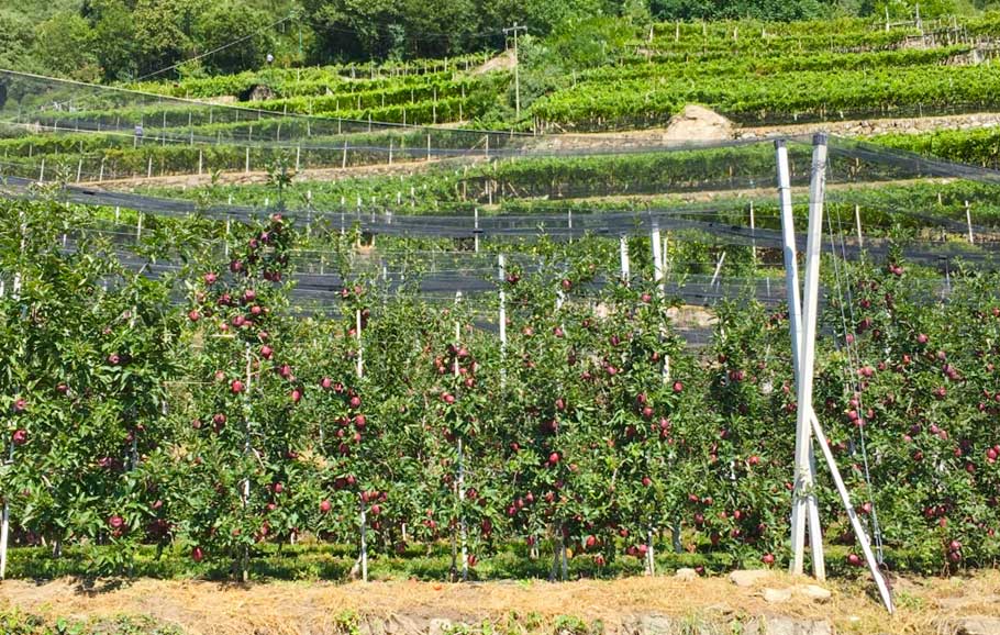 Apfelplantagen in Südtirol (Copyright: Erdkunde-online.de)