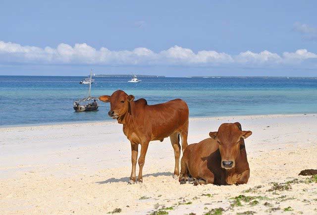 Sansibar - Kühe am Strand