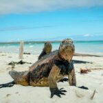 Galapagos Insel (depositphotos.com)