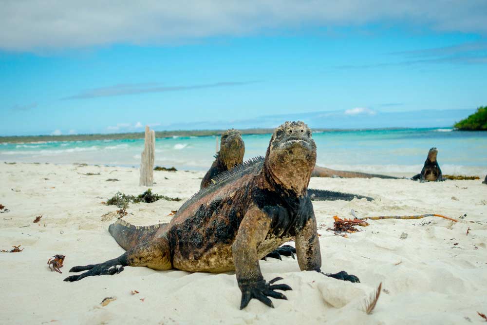 Galapagos Insel (depositphotos.com)